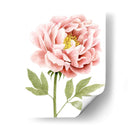 Peonía Acuarela I - Grace Popp | Cuadro decorativo de Canvas Lab