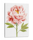 Acuarela Peony Ii - Grace Popp | Cuadro decorativo de Canvas Lab