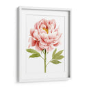 Acuarela Peony Ii - Grace Popp | Cuadro decorativo de Canvas Lab