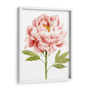 Acuarela Peony Ii - Grace Popp | Cuadro decorativo de Canvas Lab