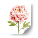 Acuarela Peony Ii - Grace Popp | Cuadro decorativo de Canvas Lab