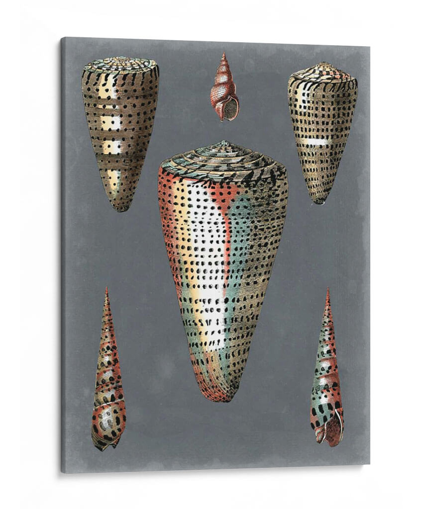 Shells De Medianoche Ii - Pierre Redoute | Cuadro decorativo de Canvas Lab