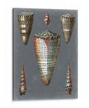 Shells De Medianoche Ii - Pierre Redoute | Cuadro decorativo de Canvas Lab