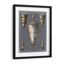 Shells De Medianoche Ii - Pierre Redoute | Cuadro decorativo de Canvas Lab