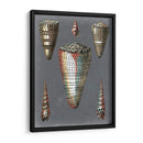 Shells De Medianoche Ii - Pierre Redoute | Cuadro decorativo de Canvas Lab