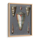 Shells De Medianoche Ii - Pierre Redoute | Cuadro decorativo de Canvas Lab