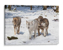 Manada de lobos | Cuadro decorativo de Canvas Lab