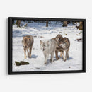 Manada de lobos | Cuadro decorativo de Canvas Lab