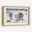 Manada de lobos | Cuadro decorativo de Canvas Lab