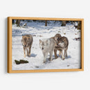 Manada de lobos | Cuadro decorativo de Canvas Lab