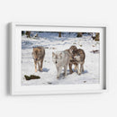 Manada de lobos | Cuadro decorativo de Canvas Lab