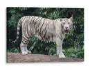 Tigre blanco | Cuadro decorativo de Canvas Lab