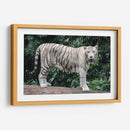 Tigre blanco | Cuadro decorativo de Canvas Lab