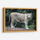 Tigre blanco | Cuadro decorativo de Canvas Lab