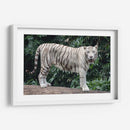 Tigre blanco | Cuadro decorativo de Canvas Lab