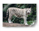 Tigre blanco | Cuadro decorativo de Canvas Lab