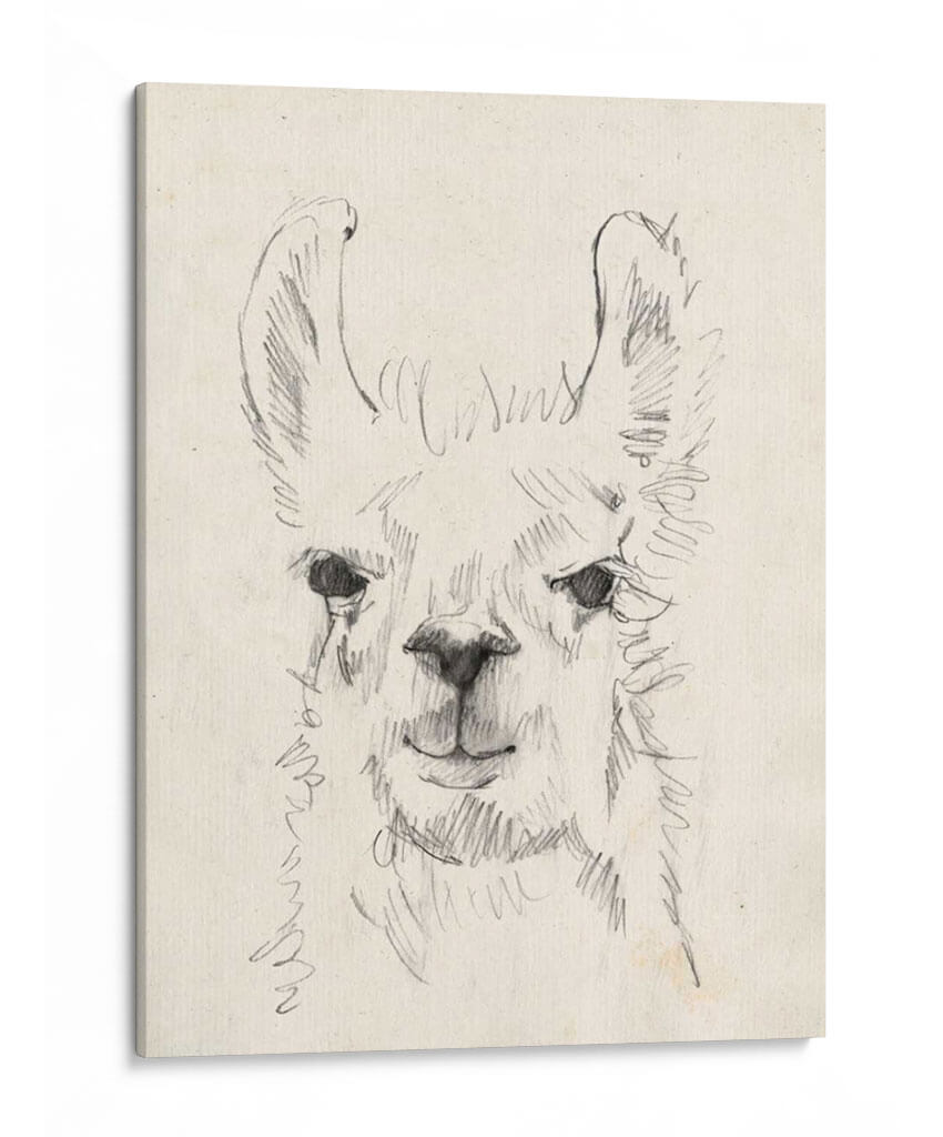 Llama Retrato I - Jennifer Goldberger | Cuadro decorativo de Canvas Lab