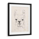 Llama Retrato I - Jennifer Goldberger | Cuadro decorativo de Canvas Lab