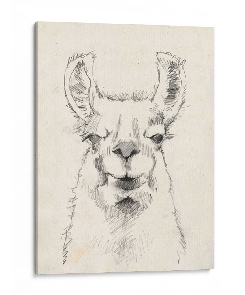 Llama Retrato Ii - Jennifer Goldberger | Cuadro decorativo de Canvas Lab