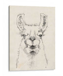 Llama Retrato Ii - Jennifer Goldberger | Cuadro decorativo de Canvas Lab