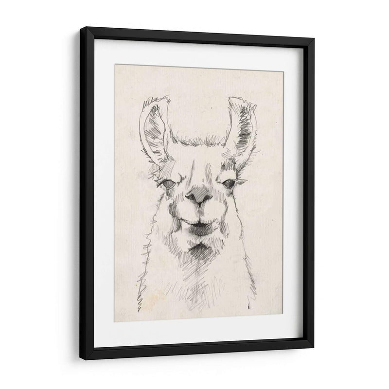 Llama Retrato Ii - Jennifer Goldberger | Cuadro decorativo de Canvas Lab