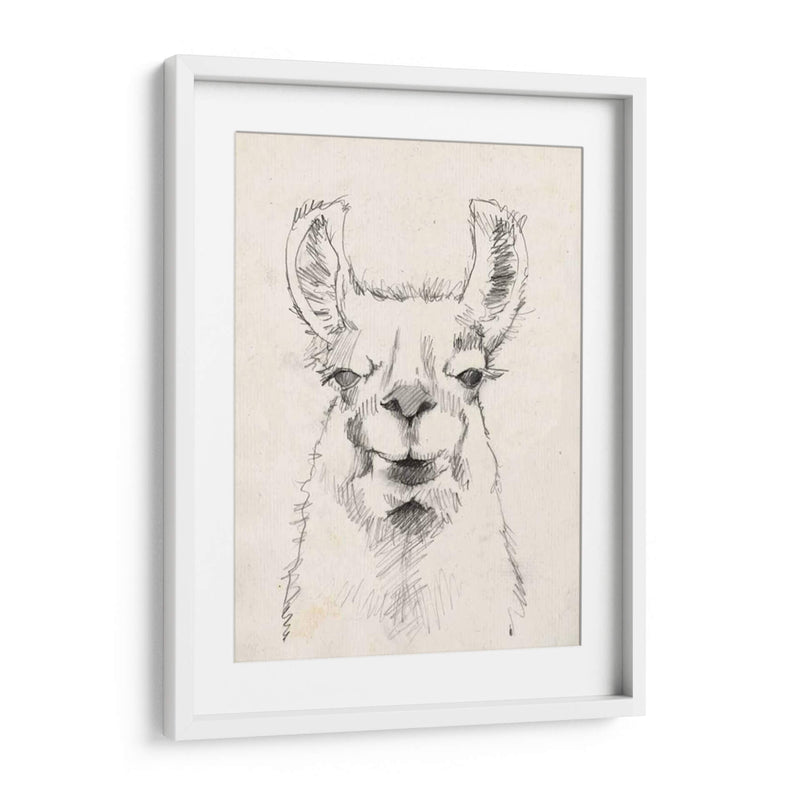 Llama Retrato Ii - Jennifer Goldberger | Cuadro decorativo de Canvas Lab