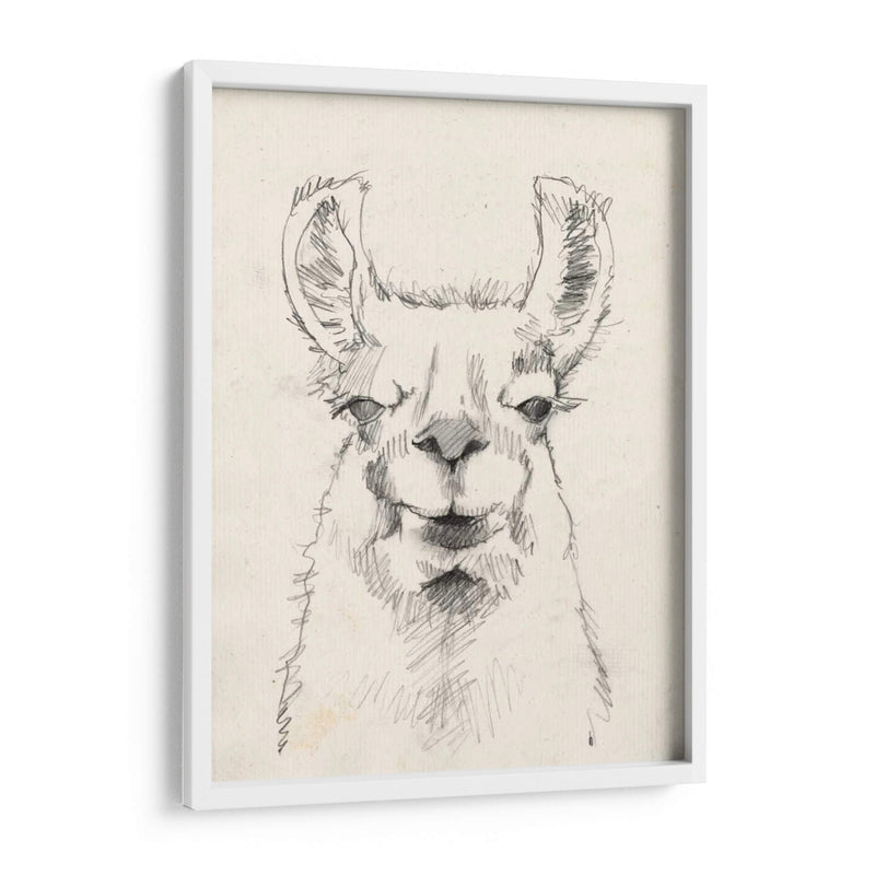 Llama Retrato Ii - Jennifer Goldberger | Cuadro decorativo de Canvas Lab