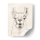 Llama Retrato Ii - Jennifer Goldberger | Cuadro decorativo de Canvas Lab