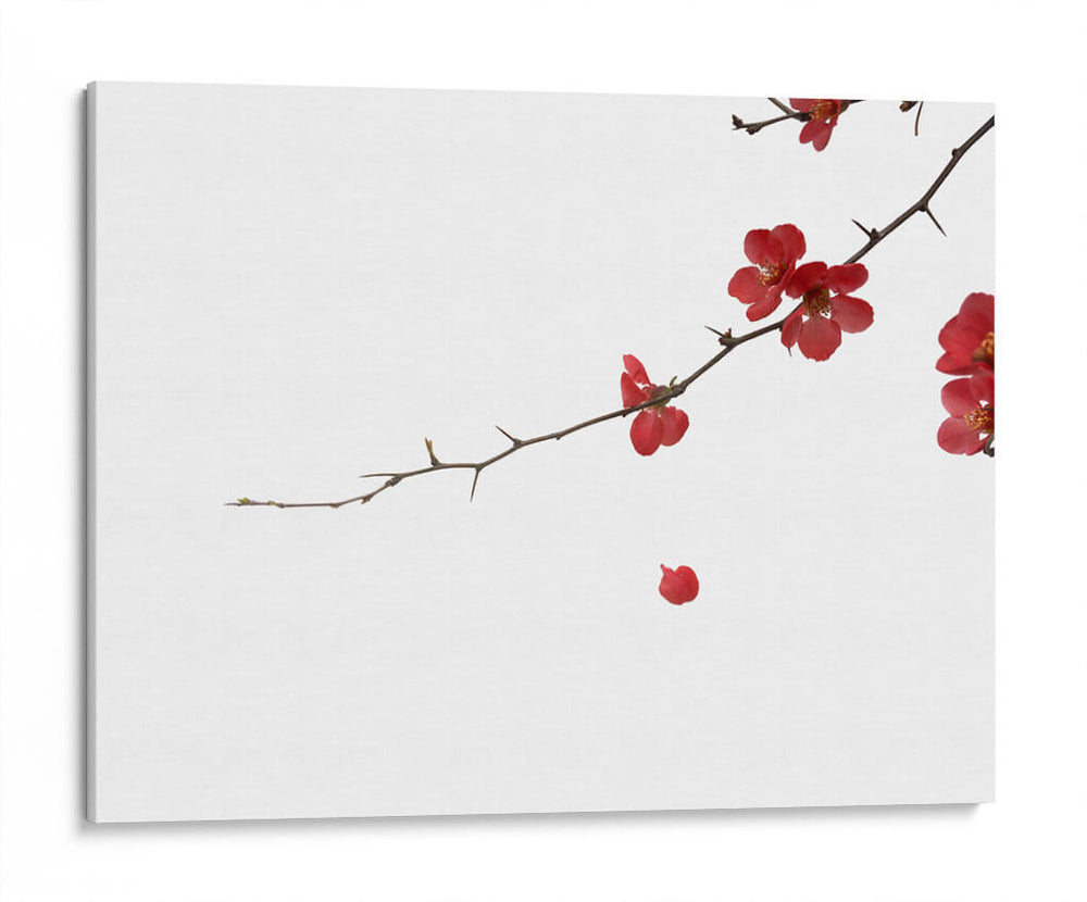 Pétalos rojos | Cuadro decorativo de Canvas Lab