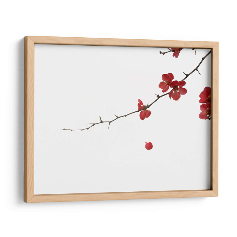 Pétalos rojos | Cuadro decorativo de Canvas Lab