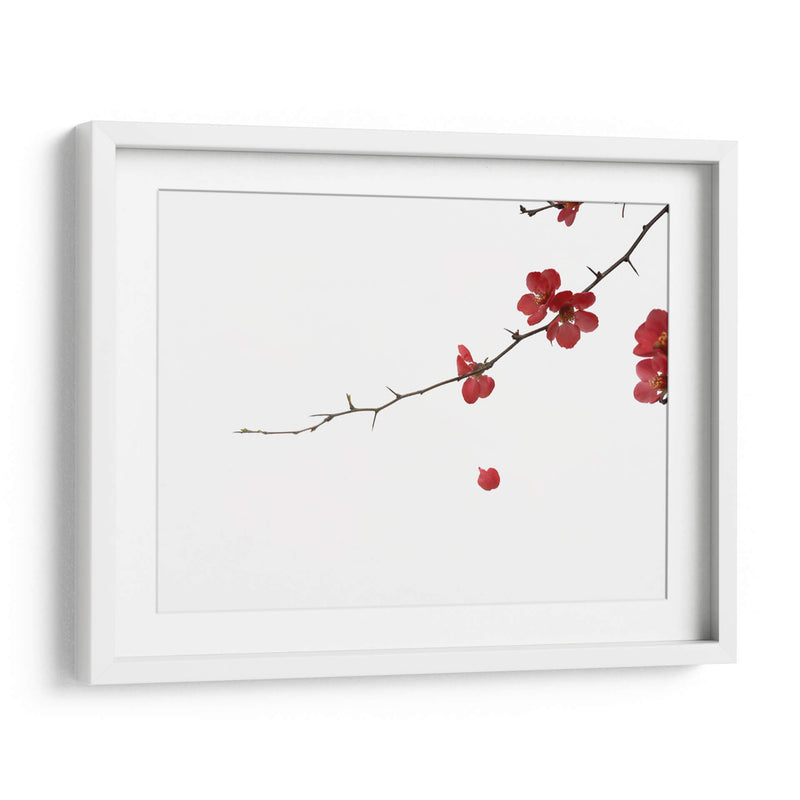 Pétalos rojos | Cuadro decorativo de Canvas Lab