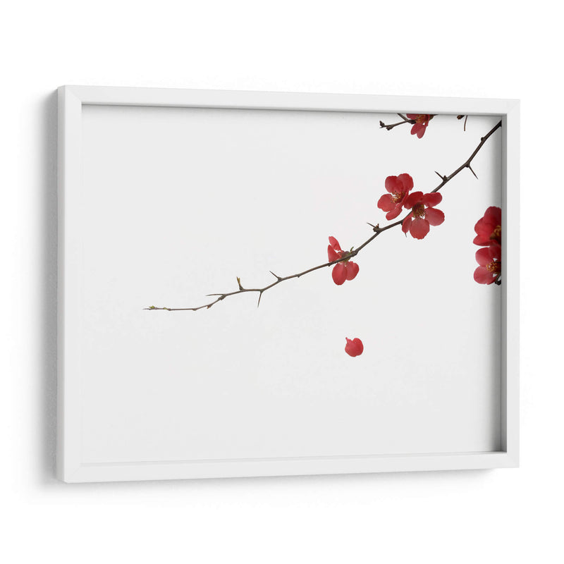 Pétalos rojos | Cuadro decorativo de Canvas Lab