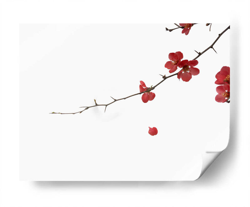 Pétalos rojos | Cuadro decorativo de Canvas Lab