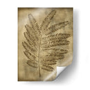 Sepia Empapada Fern Ii - Nancy Slocum | Cuadro decorativo de Canvas Lab