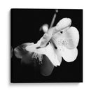 Membarque Flores I - Renee W. Stramel | Cuadro decorativo de Canvas Lab