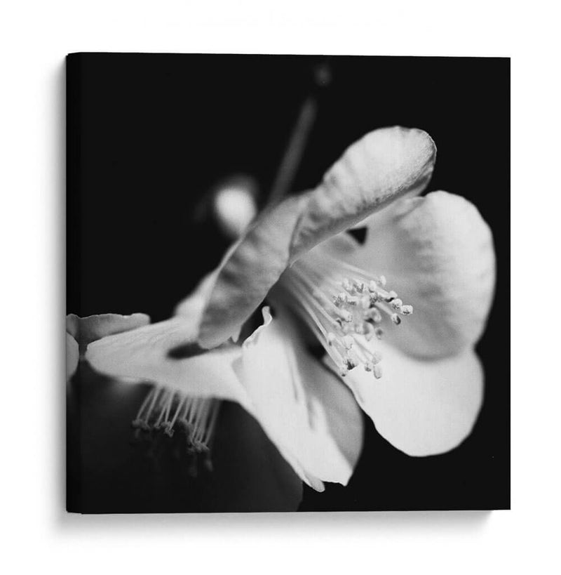 Quince Blossoms Ii - Renee W. Stramel | Cuadro decorativo de Canvas Lab