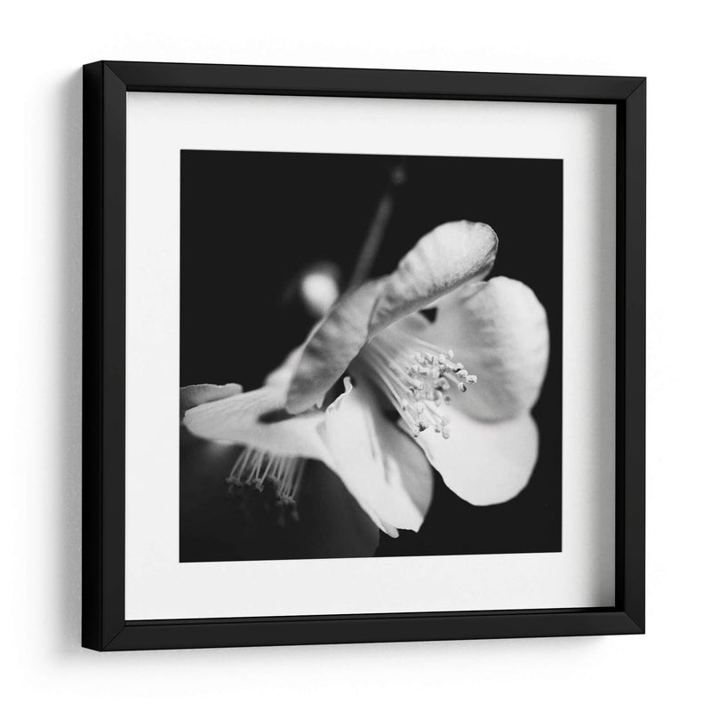 Quince Blossoms Ii - Renee W. Stramel | Cuadro decorativo de Canvas Lab