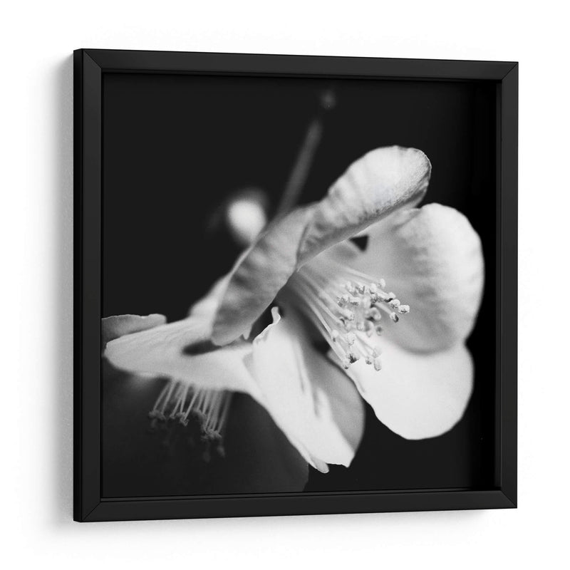 Quince Blossoms Ii - Renee W. Stramel | Cuadro decorativo de Canvas Lab