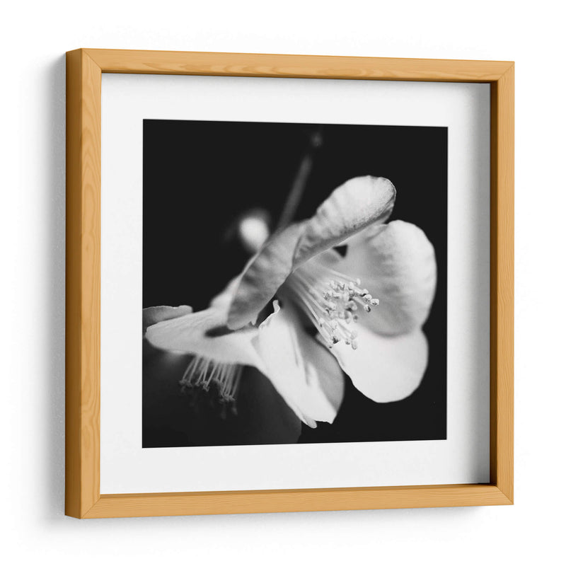 Quince Blossoms Ii - Renee W. Stramel | Cuadro decorativo de Canvas Lab