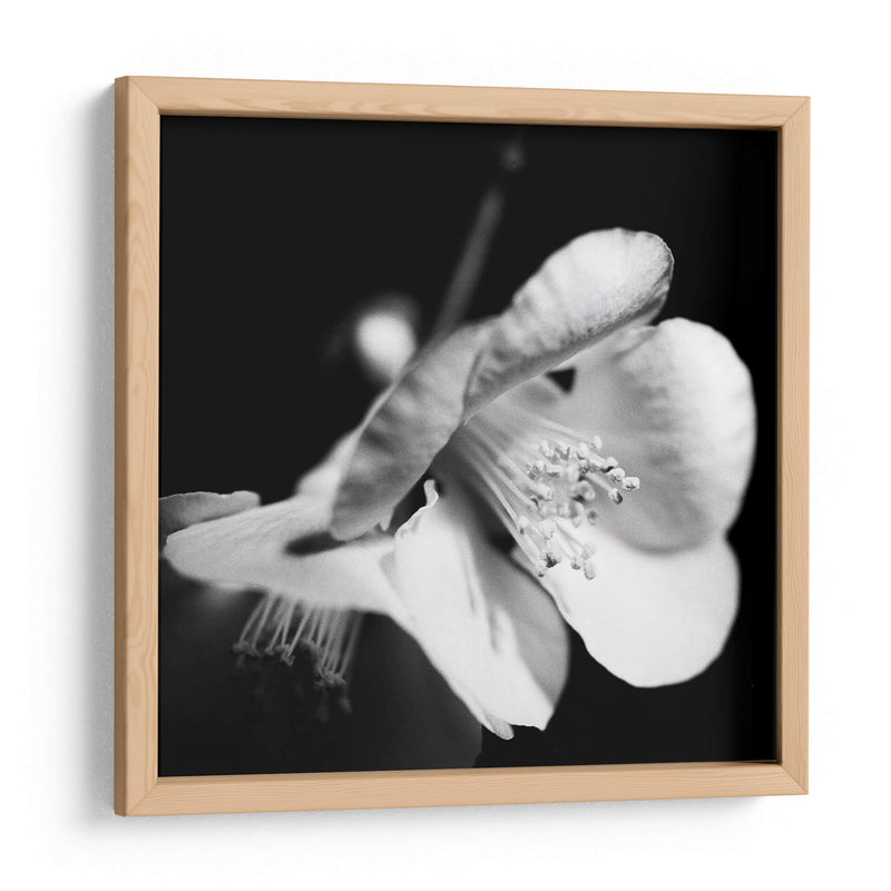 Quince Blossoms Ii - Renee W. Stramel | Cuadro decorativo de Canvas Lab