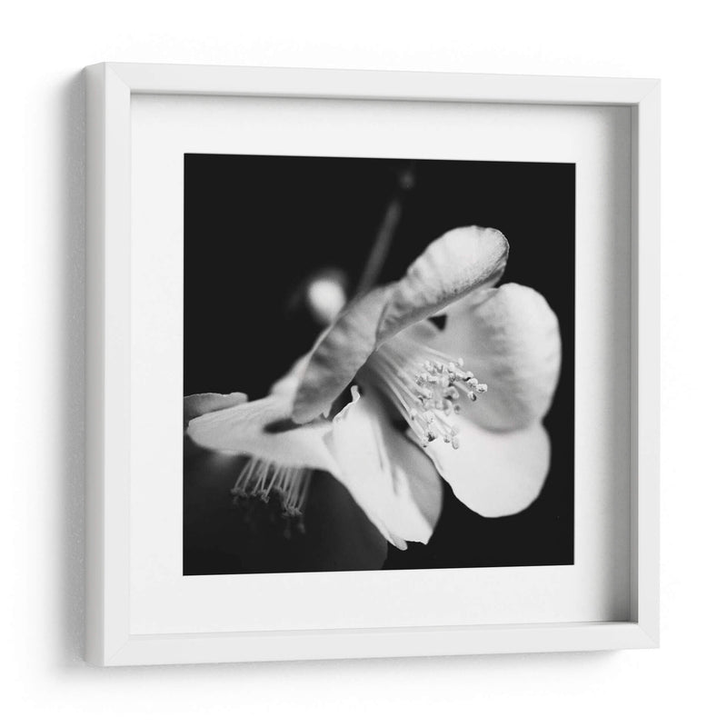 Quince Blossoms Ii - Renee W. Stramel | Cuadro decorativo de Canvas Lab