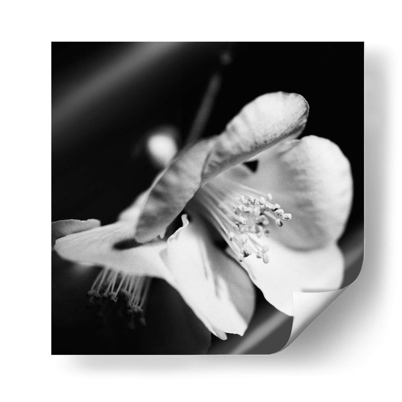 Quince Blossoms Ii - Renee W. Stramel | Cuadro decorativo de Canvas Lab