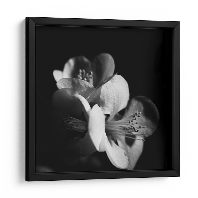 Quince Blossoms Iii - Renee W. Stramel | Cuadro decorativo de Canvas Lab