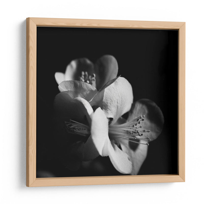 Quince Blossoms Iii - Renee W. Stramel | Cuadro decorativo de Canvas Lab