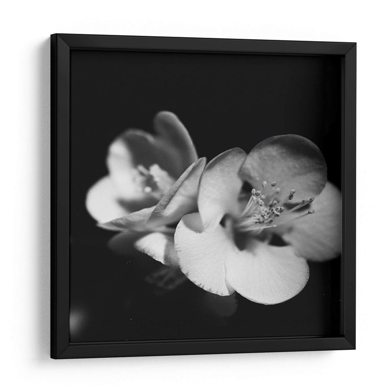 Membrillo Blossoms Iv - Renee W. Stramel | Cuadro decorativo de Canvas Lab