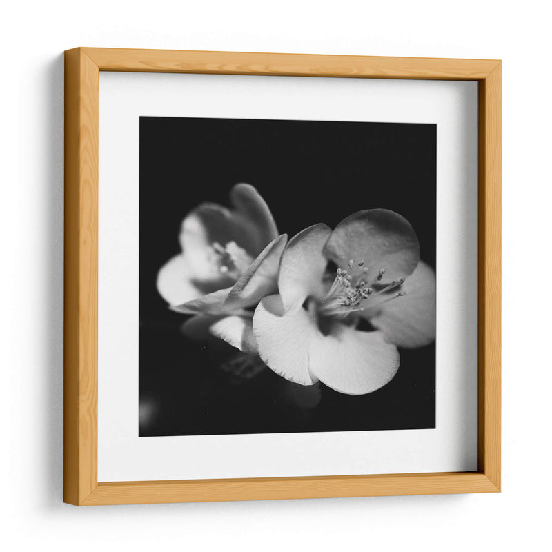 Membrillo Blossoms Iv - Renee W. Stramel | Cuadro decorativo de Canvas Lab