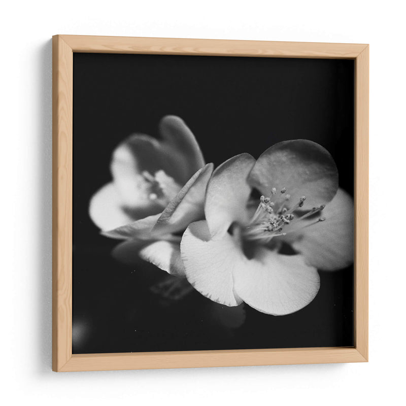 Membrillo Blossoms Iv - Renee W. Stramel | Cuadro decorativo de Canvas Lab