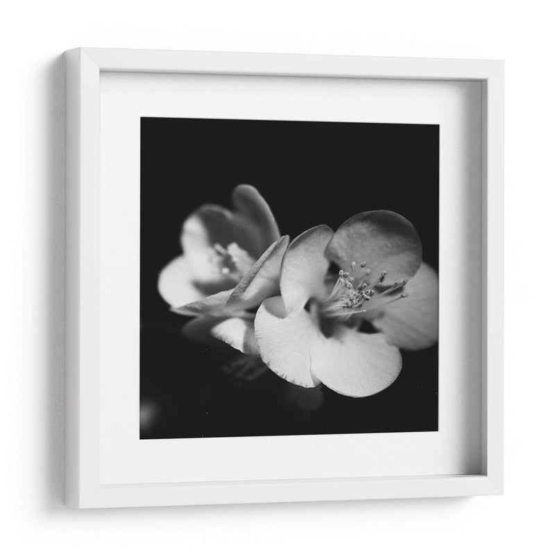 Membrillo Blossoms Iv - Renee W. Stramel | Cuadro decorativo de Canvas Lab