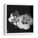 Membrillo Blossoms Iv - Renee W. Stramel | Cuadro decorativo de Canvas Lab