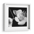 Bossoms De Membrillo V - Renee W. Stramel | Cuadro decorativo de Canvas Lab